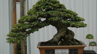 Specific Bonsai care guidelines for the Carmona [upl. by Darice265]