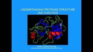 Understanding Protease StructureFunction [upl. by Brasca548]