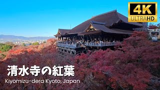 Kiyomizu Dera Famous Fall Foliage The most visited place in Kyoto in autumn Japan 【Autumn leaves】 [upl. by Nanreik975]