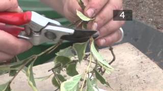 How To use Semiripe Plant Stem Cuttings to Propagate [upl. by Lessard]