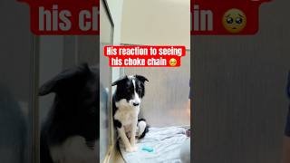 Watch how he reacts to his collar 🥺 please help me spread the word he needs a home🙏 bordercollie [upl. by Charla648]