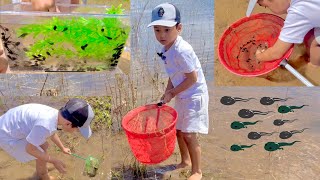 100s of Tadpoles by the Lake and Release Them [upl. by Cavallaro]