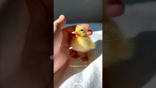 Rescue Baby Duck 😍 [upl. by O'Conner]