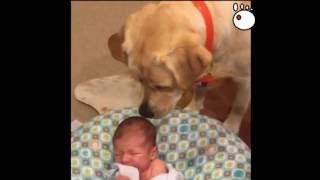 Labrador Stops Newborn Baby From Crying [upl. by Quince1]