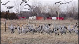 Sandhill Cranes [upl. by Linson]