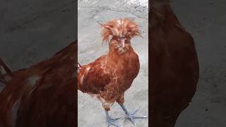 polish hen chicken animals farming pets homestead курица животные nature animales shorts [upl. by Nayhr]