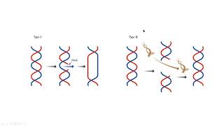 Topoisomerase I II molecular biology mp4 [upl. by Arutnev659]