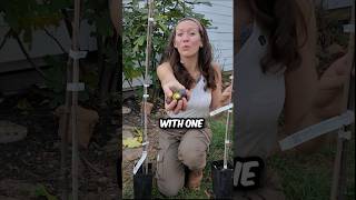 Fastest Growing Fruit tree ​⁠MasonDixonAcres fruittree shorts garden gardening fig [upl. by Borries900]