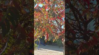 Sumac in autumn is truly a breathtaking sight Yulik nature beautiful tree [upl. by Nnair678]