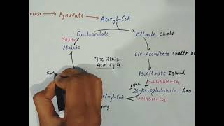 Krebs Cycle Trick youtube video [upl. by Carrelli998]