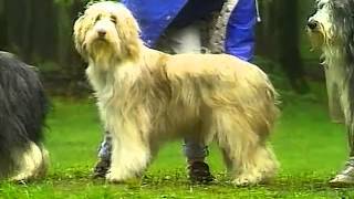 Bearded Collie  AKC Dog Breed Series [upl. by Weaver]