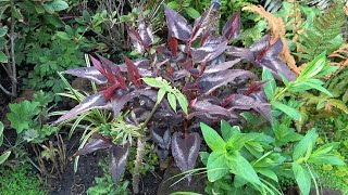 Persicaria microcephala propagation by cuttings [upl. by Samtsirhc]