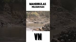 Las mandibulas peligrosas [upl. by Darcie]