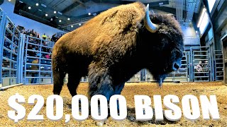 Huge Bison Bulls First Hand Look at a Bison Auction [upl. by James]