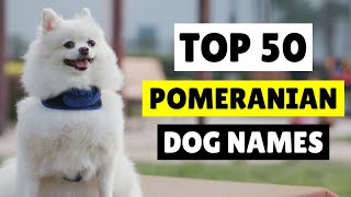 CUTE POMERANIAN DOG NAMES 💖🥰 TOP 50  MALE AND FEMALE [upl. by Kutzenco514]