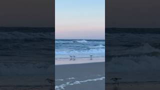 Sandpipers on the run naturelover oceanswaves peaceful [upl. by Ab746]