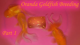 Oranda Goldfish Breeding Part 1  Simple Goldfish Breeding Setup  Oranda Goldfish Laying Eggs [upl. by Furmark771]