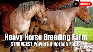 Heavy Horse Breeding Farm  STRONGEST Powerful Horses Facts [upl. by Zitah548]