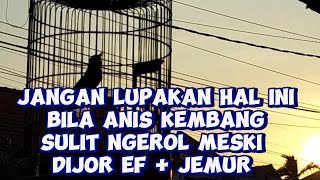 Cara Menemukan Pola Rawatan Anis Kembang Yang Sulit Ngerol [upl. by Noeled]