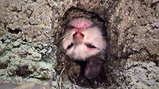 A stray cat got its head stuck in a sewer while trying to cross howling in pain and awaiting death [upl. by Aerdnahc785]