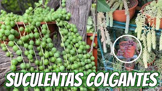 Suculentas COLGANTES  Tips Nombres y Diferencias [upl. by Ayardna]