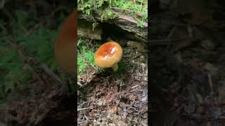 A roll rim  Paxillus mushroom fungi fungus [upl. by Eppilihp]