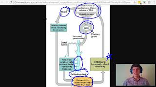 MCAT Question of the Day Antidiuretic Hormone ADH Product [upl. by Hung262]