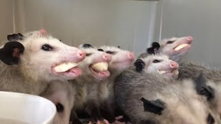 Opossums funny eating bananas [upl. by Festatus]