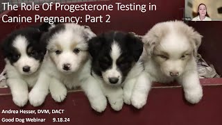 Dr Andrea Hesser discusses progesterone monitoring in pregnant dogs [upl. by Analim992]