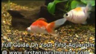 GoldFish An Introduction [upl. by Enitsirk]