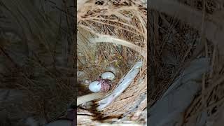 Finches egg hatching birds finchbaby cute [upl. by Sheaff]