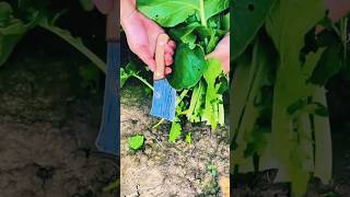 agritools farmer life tonglufeng agriculture agritool youtubeshorts viral [upl. by Seumas251]