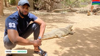 Fun Things to do in The Gambia Kachikally Crocodile Pool [upl. by Keever]