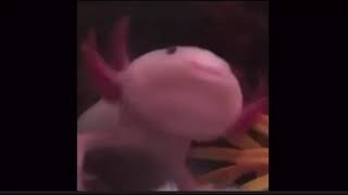 Dietz Nuts axolotl meme [upl. by Ynehteb]