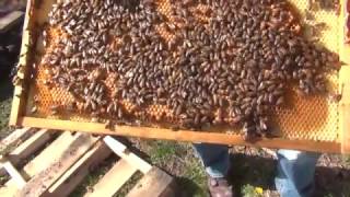 Beekeeping  How To Split A Bee Hive Part 2 [upl. by Haeel87]