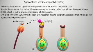 Selfincompatibility  types and mechanism Gametophyte self incompatibility GSI [upl. by Oznerol]