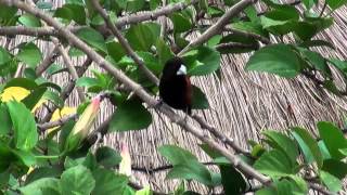 Two exotic Birds  OlivebackedSunbird und ein Chestnut Munia [upl. by Kiyohara825]