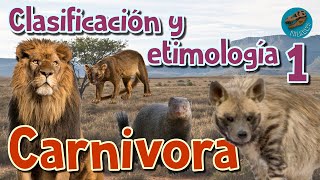 Clasificación y etimología de CARNIVORA parte 1 [upl. by Ahseat]