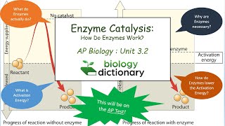 Enzyme Catalysis How Do Enzymes Work  AP Biology 32 [upl. by Nevuer314]