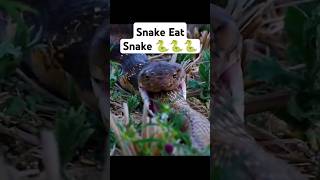 Wildlife The King Cobra Dramatic Animal natgeo wildlife animals natgeolive [upl. by Ytinav]