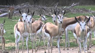 Quelques bébés animaux visibles à la Réserve Africaine de Sigean au printemps 2013 [upl. by Eixid]