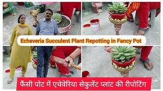 फैंसी पोट में एचेवेरिया सेकुलेंट प्लांट की रीपोटिंग के टिप्स। Echeveria Plant Repotting In Fancy Pot [upl. by Lissy]