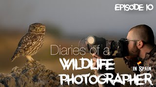 Diaries of a Wildlife Photographer in Spain photographing Little Owls and Beeeaters [upl. by Augustus343]