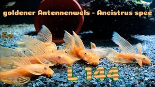 goldener Antennenwels  Ancistrus spec [upl. by Loralyn]