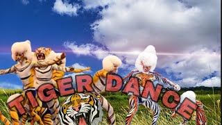 RIKSHAWALA PILI MUSIC FULL TIGER BEAT tigerdance pilidance [upl. by Kidd]