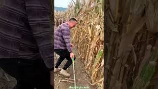 Essential Tools for Rural Farmer  Practical Use of Farming 🌽🌽Tools shorts youtubeshorts [upl. by Drawdesemaj]