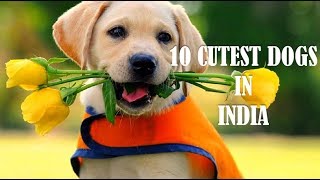 10 Cutest dogs in India [upl. by Sutelc115]