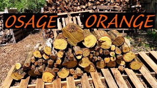 Osage Orange Tree For Firewood [upl. by Collis209]