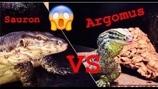 SAURON VS ARGOMUS  VARANO SALVATOR VS VARANO ARGUS ALIMENTANDO DINOSAURIOS con huevos de RETIC [upl. by Gnilrits243]