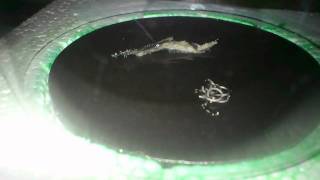 Cloud Chamber HV applied [upl. by Nnahgem]